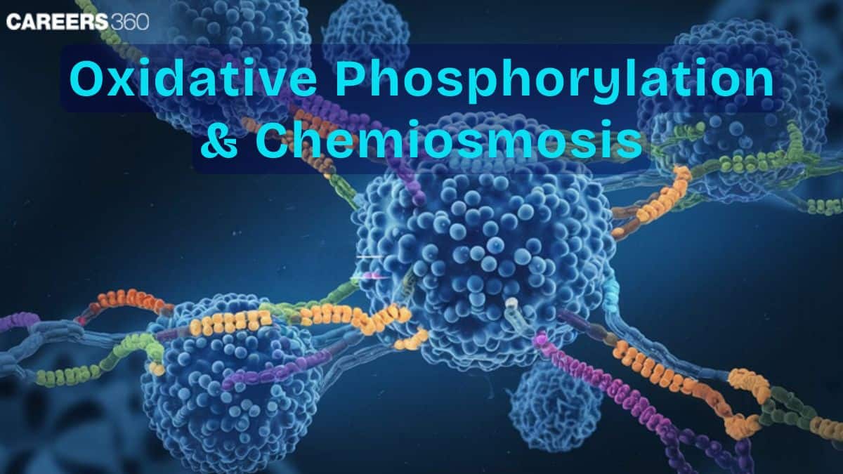 Oxidative Phosphorylation and Chemiosmosis: Definition, Topics, Steps